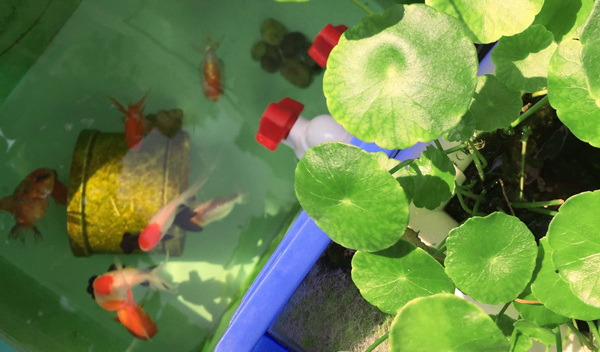 周轉(zhuǎn)箱做魚缸養(yǎng)魚？真是驚呆我和我的小伙伴