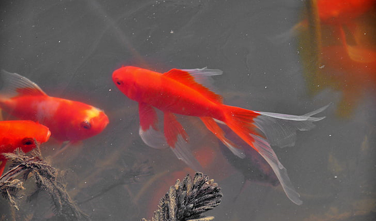 周轉(zhuǎn)箱養(yǎng)魚靠譜嗎？怕漏水看這里