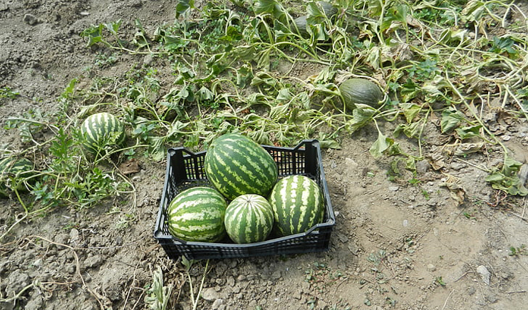 水果塑料周轉(zhuǎn)箱筐批發(fā)，快到筐里來(lái)！